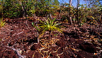 Dracophyllum ramosum growing on serpentine / ultramafic soil.  New Caledonia.