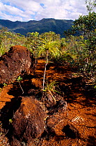 Dracophyllum ramosum on serpentine / ultramafic soil.  New Caledonia.