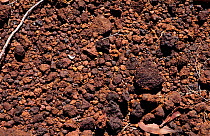 Ultrabasic / Ultramafic soil with high concentrations of metals such as nickel and chromium, New Caledonia.