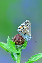 Adonis blue butterfly (Polyommatus bellargus) on seed, Pyrenees National Park, France, June.