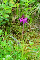 Alpine marsh orchid (Dactylorhiza alpestris) in flower, Pyrenees National Park, France, June.