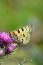 Mountain apollo butterfly (Parnassius apollo) at rest on thistle flower, Pyrenees National Park, Hautes Pyrenees, France, June, Vulnerable species.