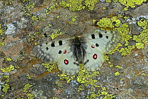 Mountain apollo butterfly (Parnassius apollo) basking on rock, Pyrenees National Park, Hautes Pyrenees, France, June, Vulnerable species.