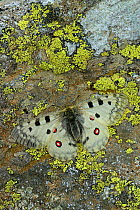 Mountain apollo butterfly (Parnassius apollo) basking on rock, Pyrenees National Park, Hautes Pyrenees, France, June, Vulnerable species.