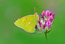 Clouded yellow butterfly (Colias croceus / coocea) on flower, Pyrenees National Park, France, June.