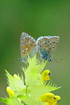 Two Common blue butterflies (Polyommatus icarus) on flower, near Viscos, Pyrenees National Park, France, July.