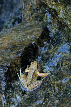 European common frog (Rana temporaria) on rock, near Lac des Gloriettes dam, Pyrenees National Park, France, June.