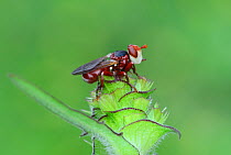 Conopid fly (Myopa buccata) near Viscos, Pyrenees National Park, Hautes Pyrenees, France, June.