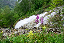 Fragrant orchid (Gymnadenia conopsea) and Yellow rattle (Rhinanthus minor) in flower, Gavarnie, Pyrenees National Park, France, June.