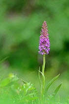 Fragrant Orchid (Gymnadenia conopsenear) in flower, near Gavarine, Pyrenees National Park, France, June