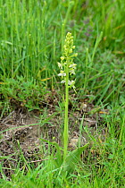 Greater butterfly orchid (Platanthera chlorantha) in flower,  Oulettes d' Ossoue, Pyrenees National Park, France, June