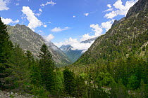 Coniferous valley near Lac de Gaube, Pyrenees National Park, Hautes Pyrenees, France, July 2013.