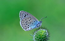 Large blue butterfly (Phengaris arion) on flower head, Viscos, Pyrenees National Park, Hautes Pyrenees, France, July