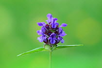 Self heal (Prunella vulgaris) flower, Gedre, Pyrenees National Park, Hautes Pyrenees, France, July.