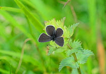 Small blue butterfly (Cupido minimus) on plant, Gavarnie, Pyrenees National Park, Hautes Pyrenees, France, July.