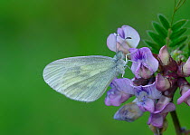 Wood white butterfly (Leptidea sinapis) on flower,Viscos, Pyrenees National Park, Hautes Pyrenees, France, July.