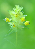 Yellow rattle (Rhinanthus minor) in flower, Gedre, Pyrenees National Park, Hautes Pyrenees, France, July.