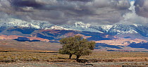 Two trees in Skoura Oasis with low clouds over snow covered Atlas Mountains, Morocco, North Africa,  March 2011. Composite panoramic.