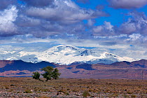 Snow covered Atlas Mountains from Skoura Oasis, Morocco, North Africa, March 2011.