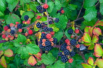 Blackberries (Rubus fruticosus) in hedgerow, Norfolk, UK, September.