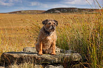 Border terrier sitting on rock, Northumberland, UK, September.