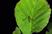 Cranefly (Tipula paludosa) silhouetted on hazel leaf, Norfolk, UK, September.