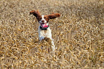 English springer spaniel running through wheat crop, UK, September.