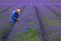 Farmer checking Lavender (Lavandula sp.) crop, West Norfolk, UK, August 2013 (model release).