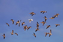*** Greylag goose (Anser anser) flock in flight with single white plumage bird, UK, September.