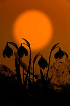 ** Snowdrops (Galanthus nivalis) silhouetted at sunset, UK, February.