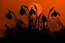*** Snowdrops (Galanthus nivalis) silhouetted at sunset, UK, February.