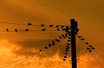 *** Starlings (Sturnus vulgaris) on power lines at sunset, UK, October.