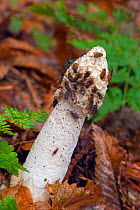Stinkhorn (Phallus impudicus) with flies attracted to tip, Norfolk, UK, October.