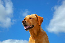 Yellow Labrador retriever portrait against sky, UK, August.