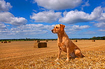 RF- Yellow Labrador retriever sitting in cornfield, UK, August. (This image may be licensed either as rights managed or royalty free.)