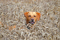 Yellow Labrador retriever standing in long wheat crop at harvest time, Norfolk, UK, August.