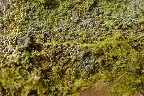 Mat of Green freshwater algae blooming on a damp draincover, releasing oxygen bubbles through photosynthesis, Wiltshire, UK, May.