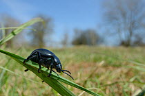 Bloody-nosed beetle (Timarcha tenebricosa) climbing on grass blades in a chalk grassland meadow, Wiltshire, UK, April.