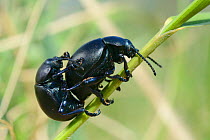 Bloody-nosed beetles (Timarcha tenebricosa) mating on a grass stem in a chalk grassland meadow, Wiltshire, UK, April.