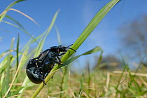 Bloody-nosed beetles (Timarcha tenebricosa) mating on a grass stem in a chalk grassland meadow, Wiltshire, UK, April.