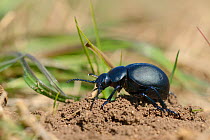 Bloody-nosed beetle (Timarcha tenebricosa) walking over ground in a chalk grassland meadow, Wiltshire, UK, April