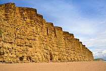 Sandstone cliffs at West Bay, Jurassic coast, Bridport, Dorset, UK, May.