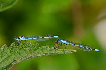 Two Common blue damselflies (Enallagma cyathigerum) resting on a nettle leaf, one eating a fly it has caught, Wiltshire, UK, July.