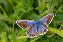 Female Common blue butterfly (Polyommatus icarus) sunning on a grass blade in a chalk grassland meadow, Wiltshire, UK, June.