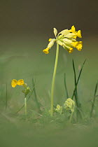 Cowslips (Primula veris) flowering in a grassy meadow, Wiltshire, UK, April.