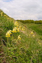 Cowslips (Primula veris) flowering on steep grassy ramparts of Barbury Castle Iron Age hill fort, Marlborough Downs, Wiltshire, UK, May.
