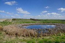 Medieval dewpond being renovated as part of the Marlborough Downs Nature Improvement Area project, Barbury Castle, Wiltshire, UK, March 2013