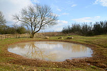 Dewpond on the Ridgeway, recently renovated and relined by the Marlborough Downs Nature Improvement Area project, Winterbourne Bassett, Wiltshire, UK, March.
