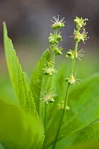 Dog's Mercury (Mercurialis perennis) flowering by a hedgerow, Wiltshire, UK, April.