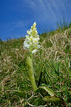 Low angle view of an Early purple orchid (Orchis mascula), white form, flowering on a south facing chalk grassland hillside Wiltshire, UK, May.